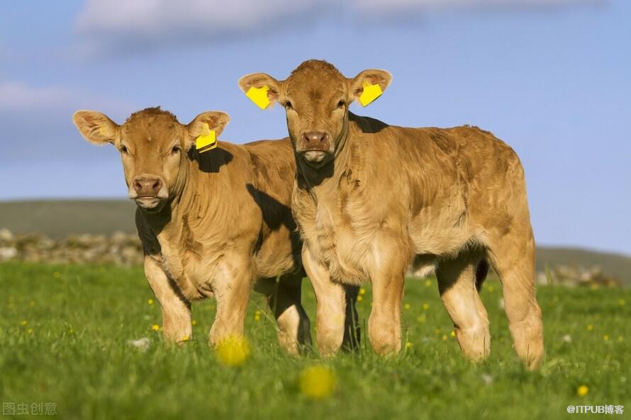 动物佩戴电子耳标养殖管理更高效有利于农场的长期财务收益
