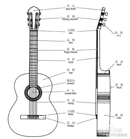 共鸣箱:面板,音孔,侧板,护板,弦桥,琴码,固弦锥,背带扣.